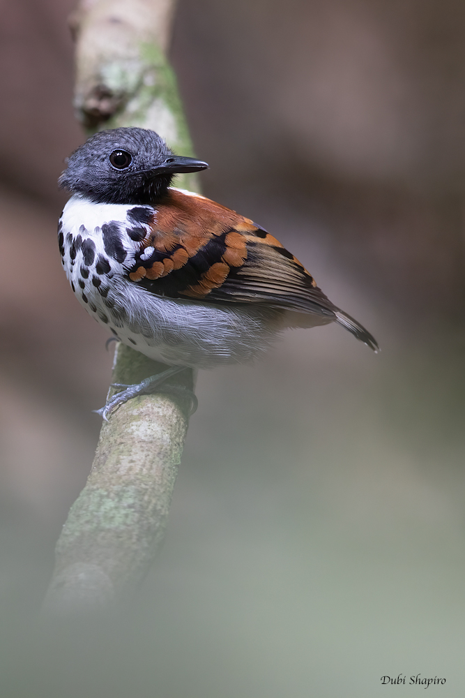 Spotted Antbird 