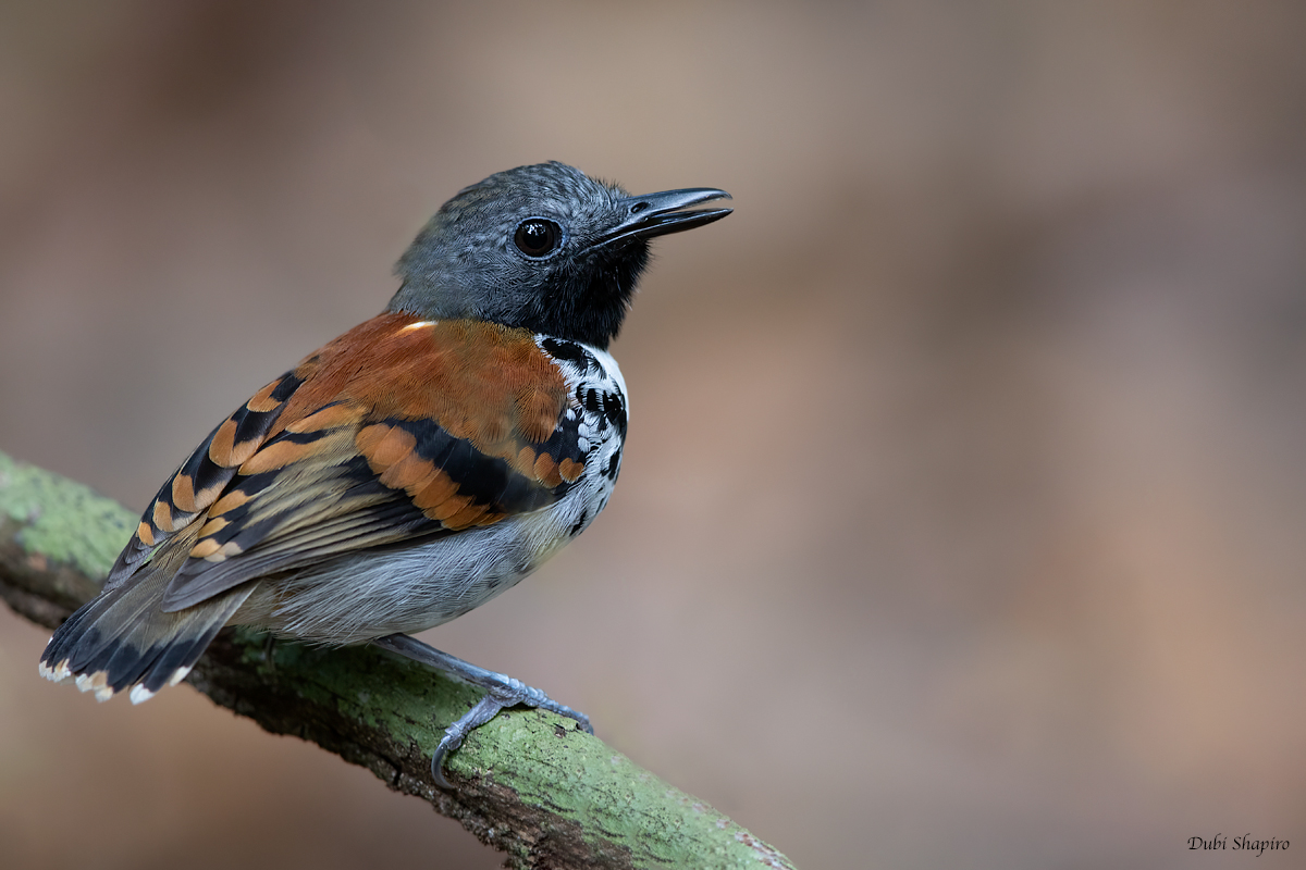 Spotted Antbird 