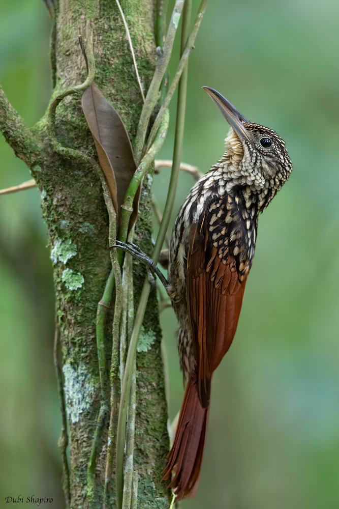 Black-striped Woodcreeper (Ovenbirds and Woodcreepers)