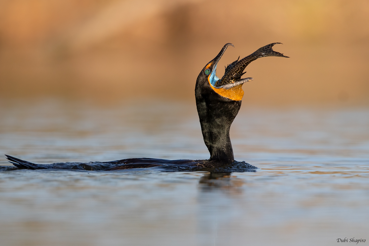 Double-crested Cormorant