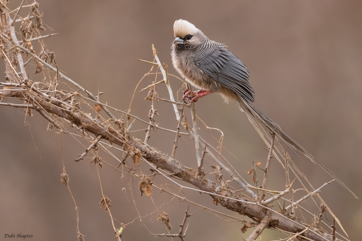 White-headed Mousebird (Mousebirds)