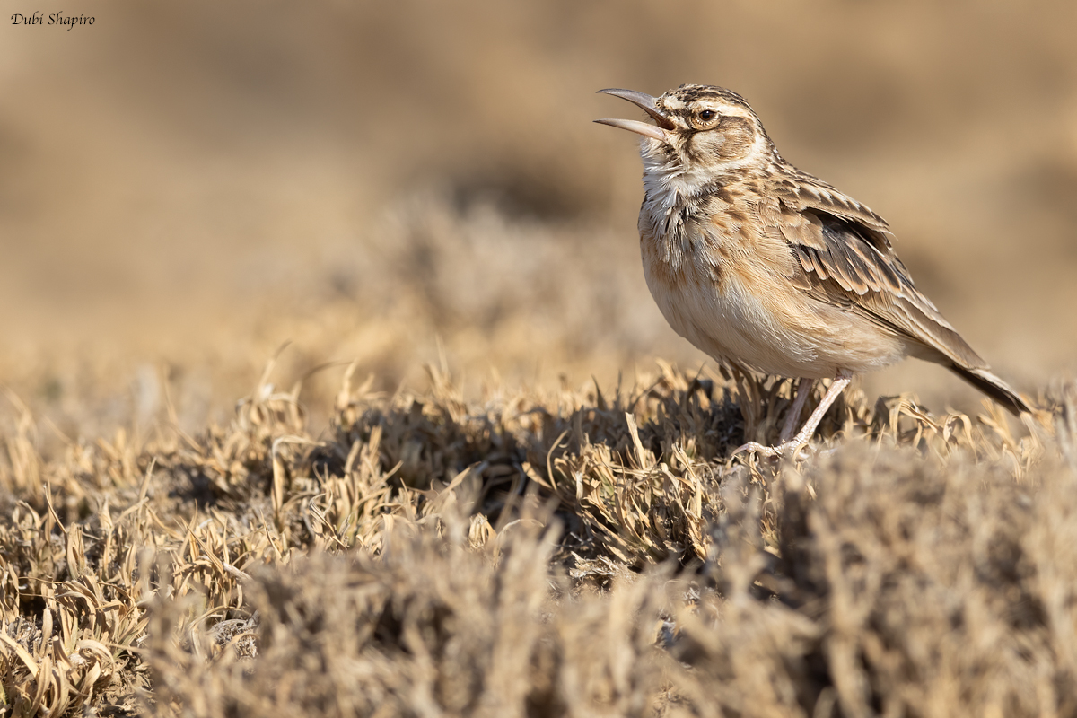 Short-tailed Lark