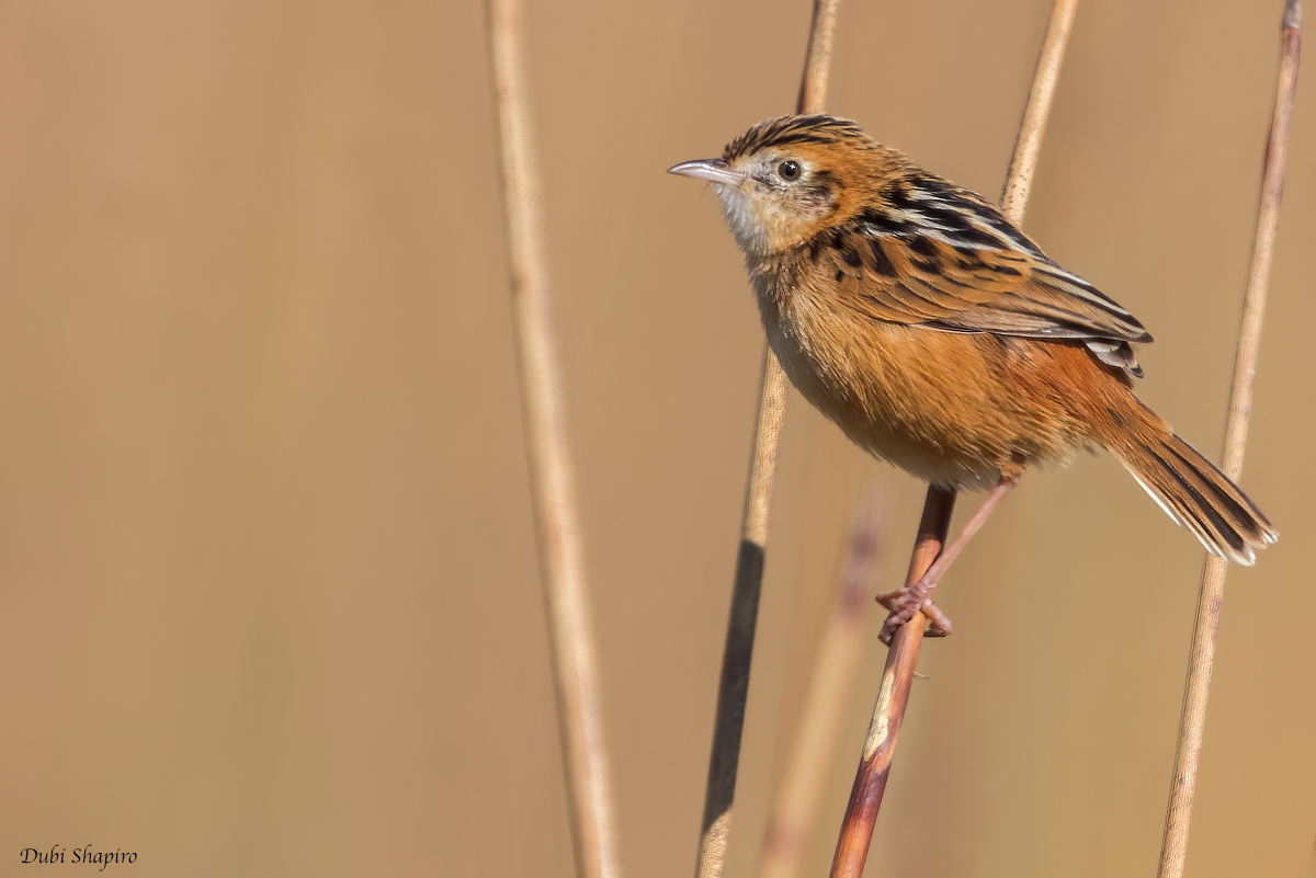 Zitting Cisticola