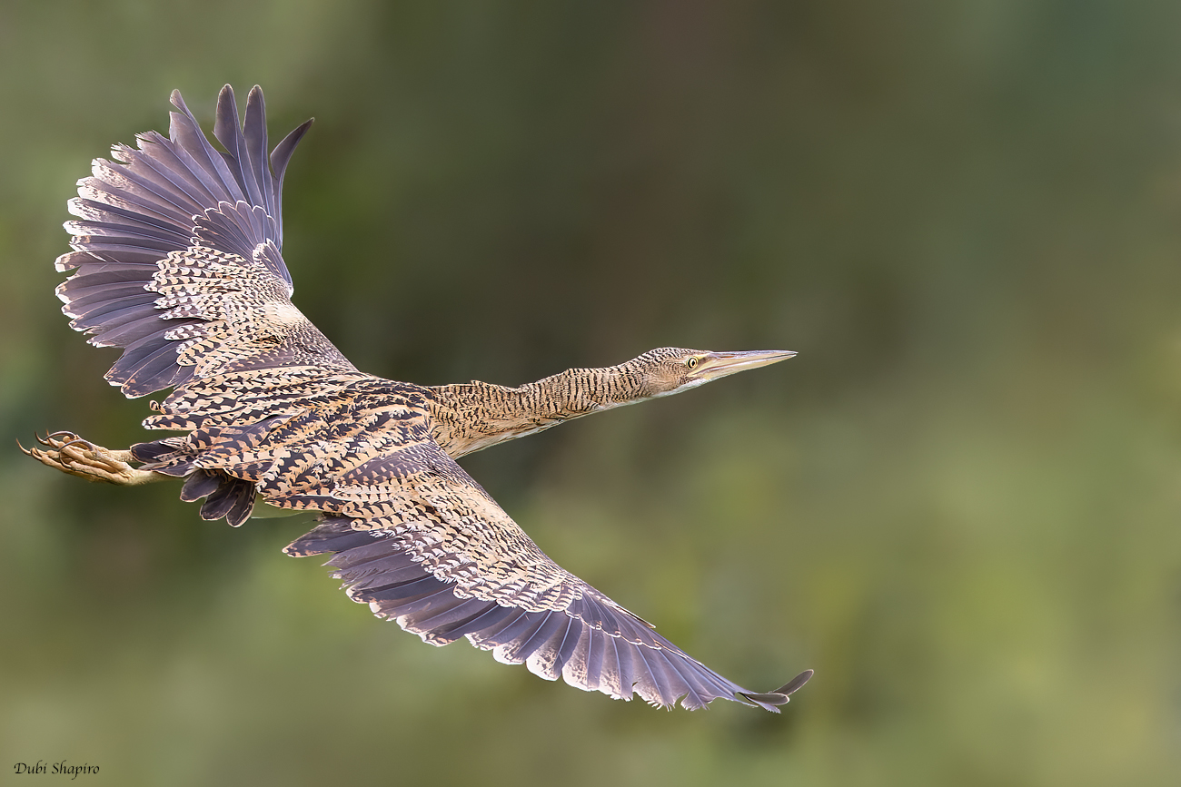 Pinnated Bittern (Herons, Egrets, and Bitterns)