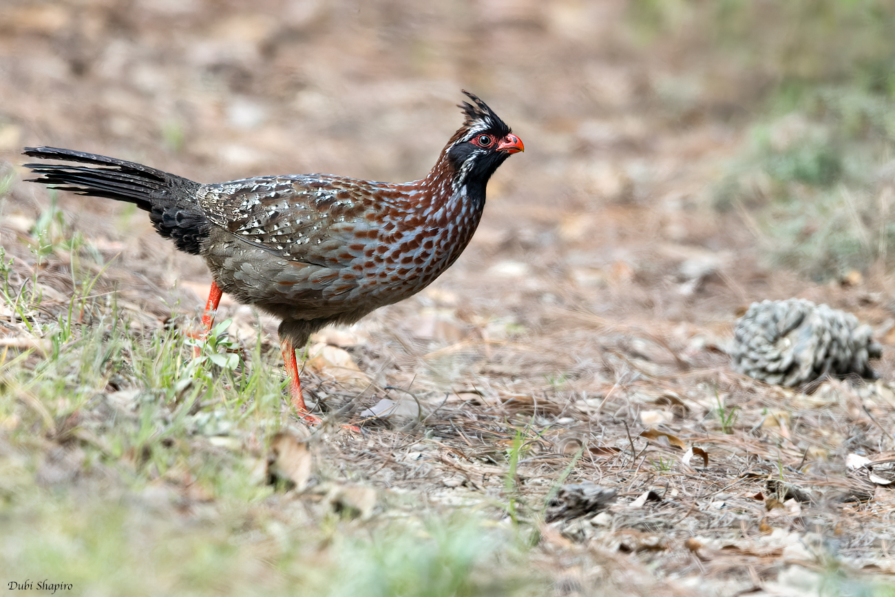 Long-tailed Wood-Partridge