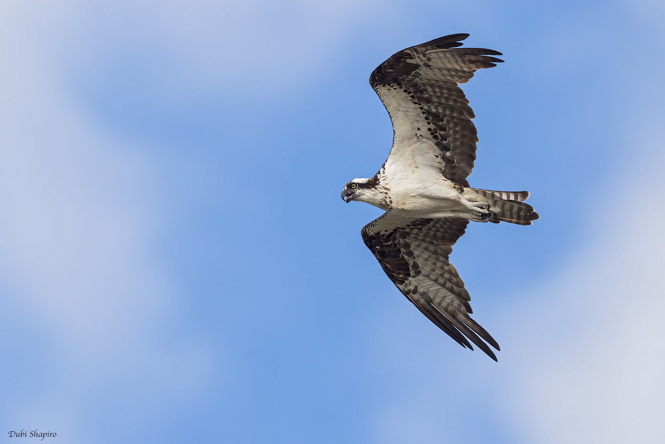 Osprey (Osprey)