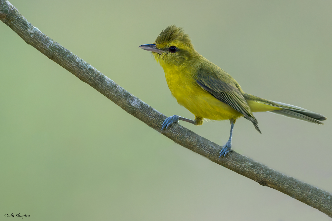 Golden Vireo 