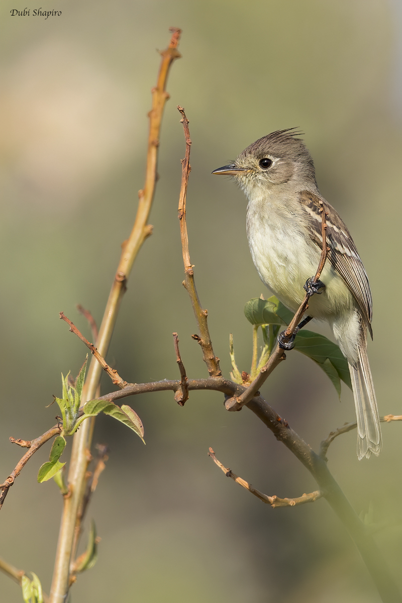 Pileated Flycatcher