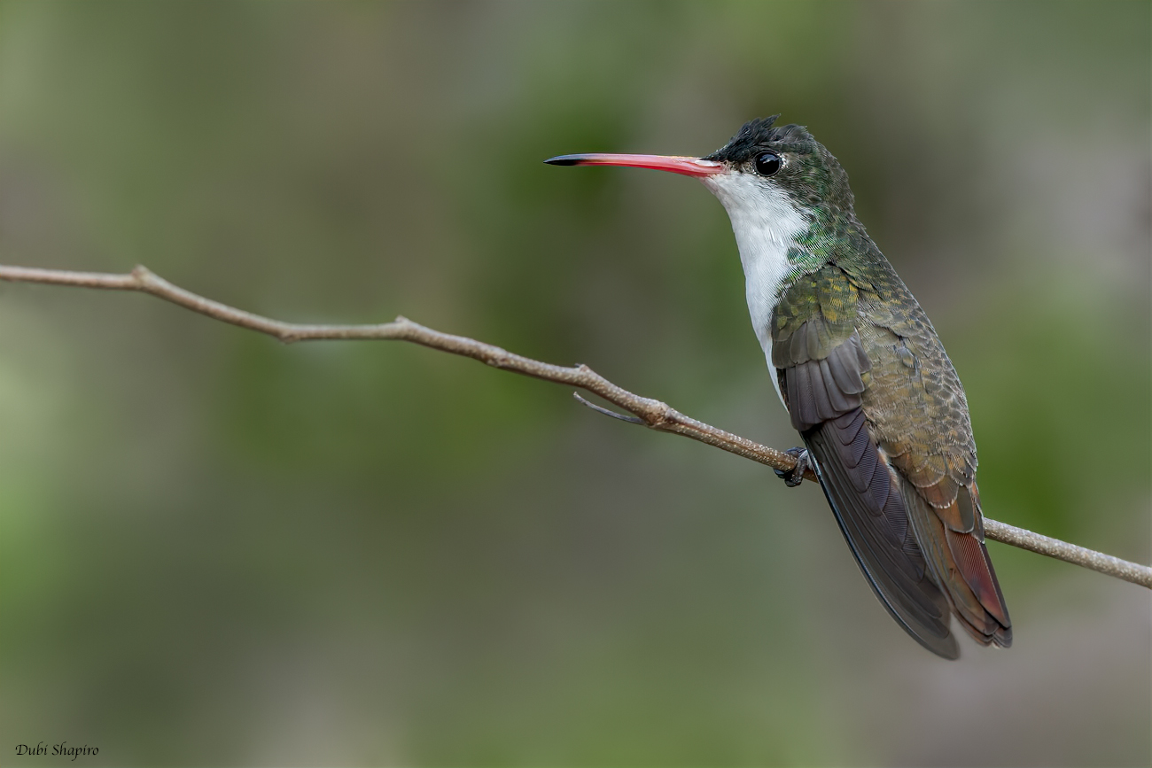 Green-fronted Hummingbird