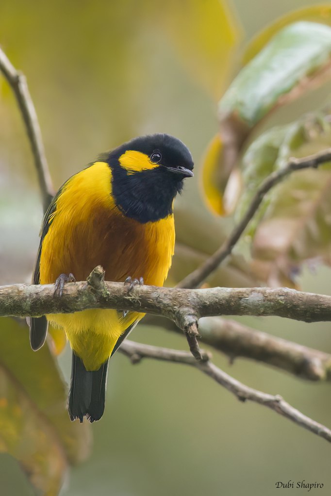 Tit Berrypecker 