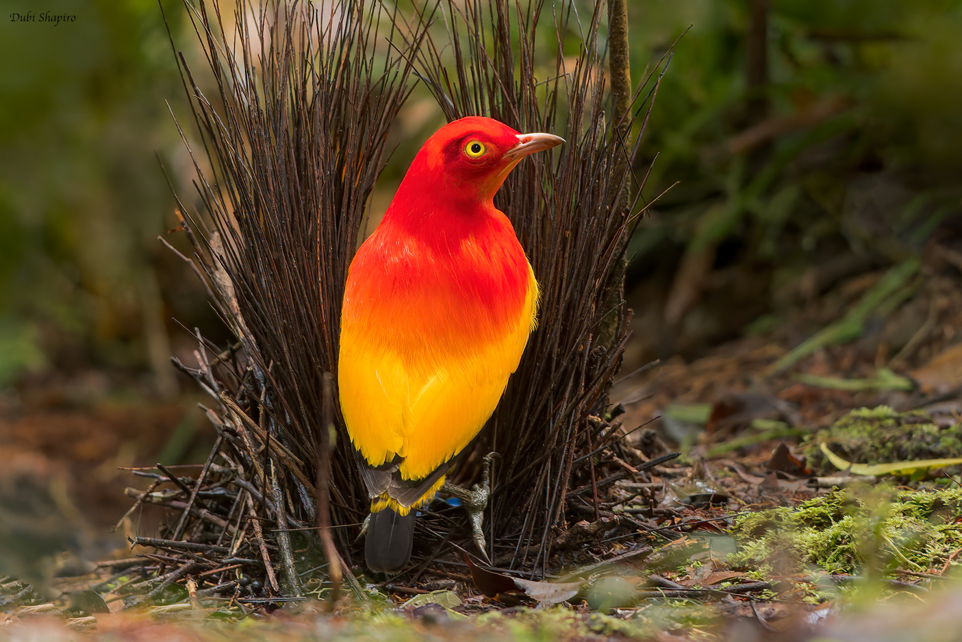 Flame Bowerbird (Bowerbirds)