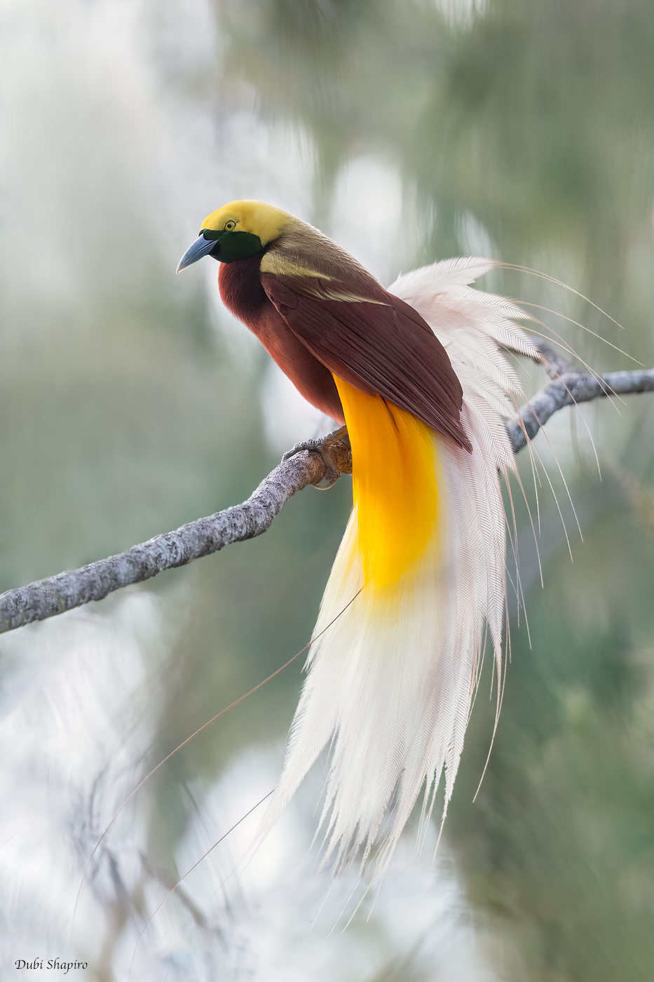 Lesser Bird-of-Paradise