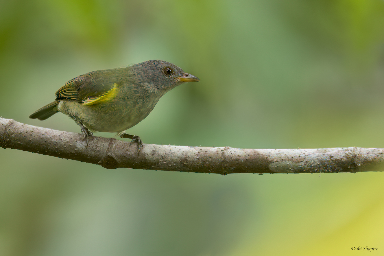 Obscure Berrypecker (Berrypeckers and Longbills)