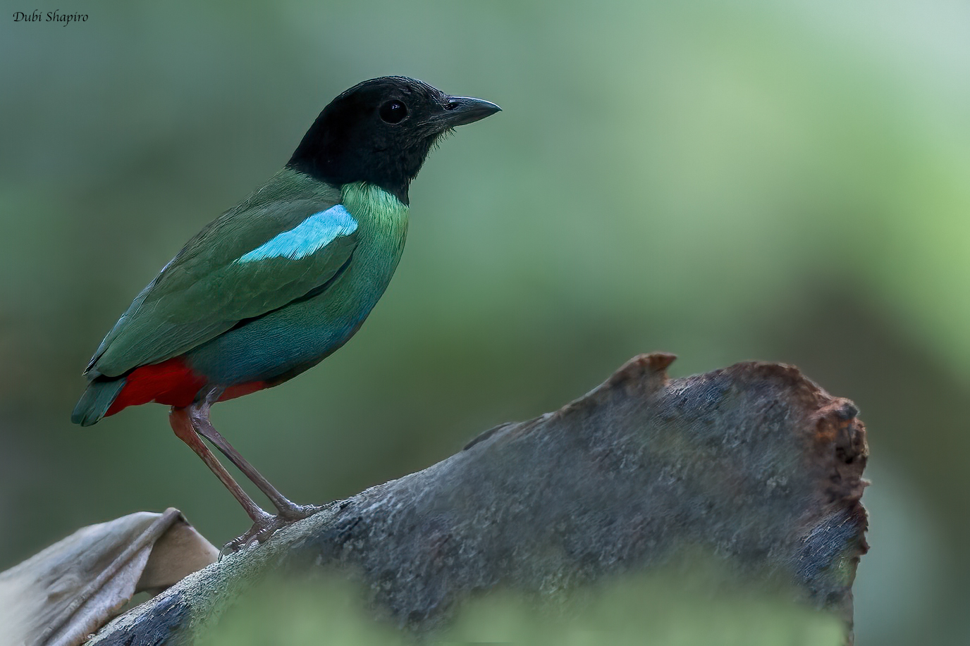 Eastern Hooded Pitta