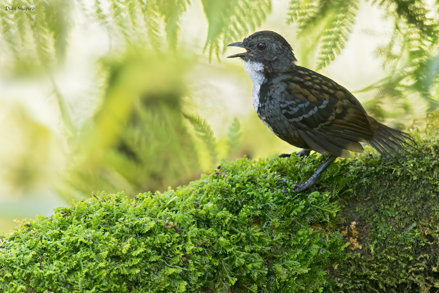 Papuan Logrunner (Logrunners)