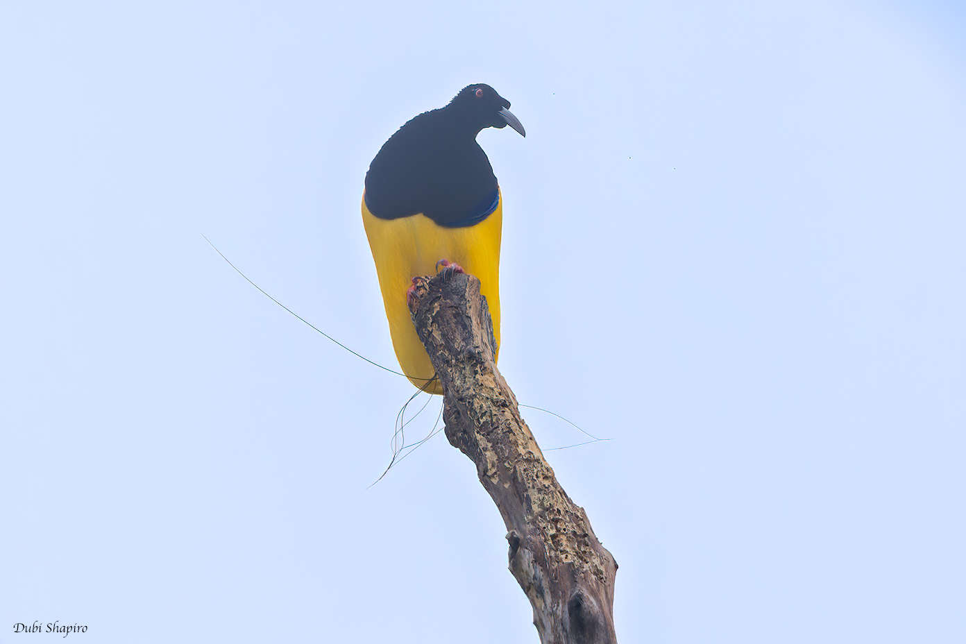 Twelve-wired Bird-of-paradise 