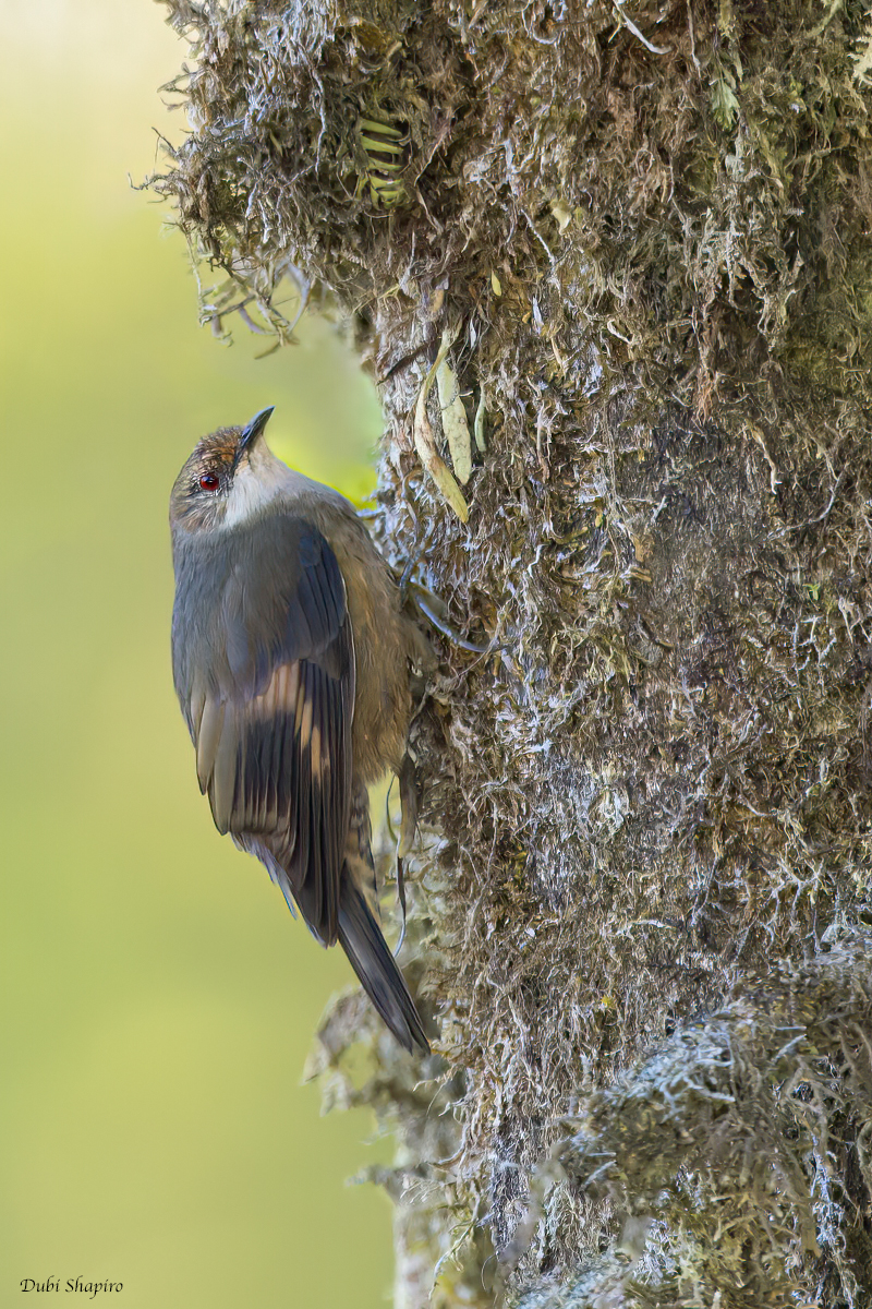 Papuan Treecreeper (Australasian Treecreepers)