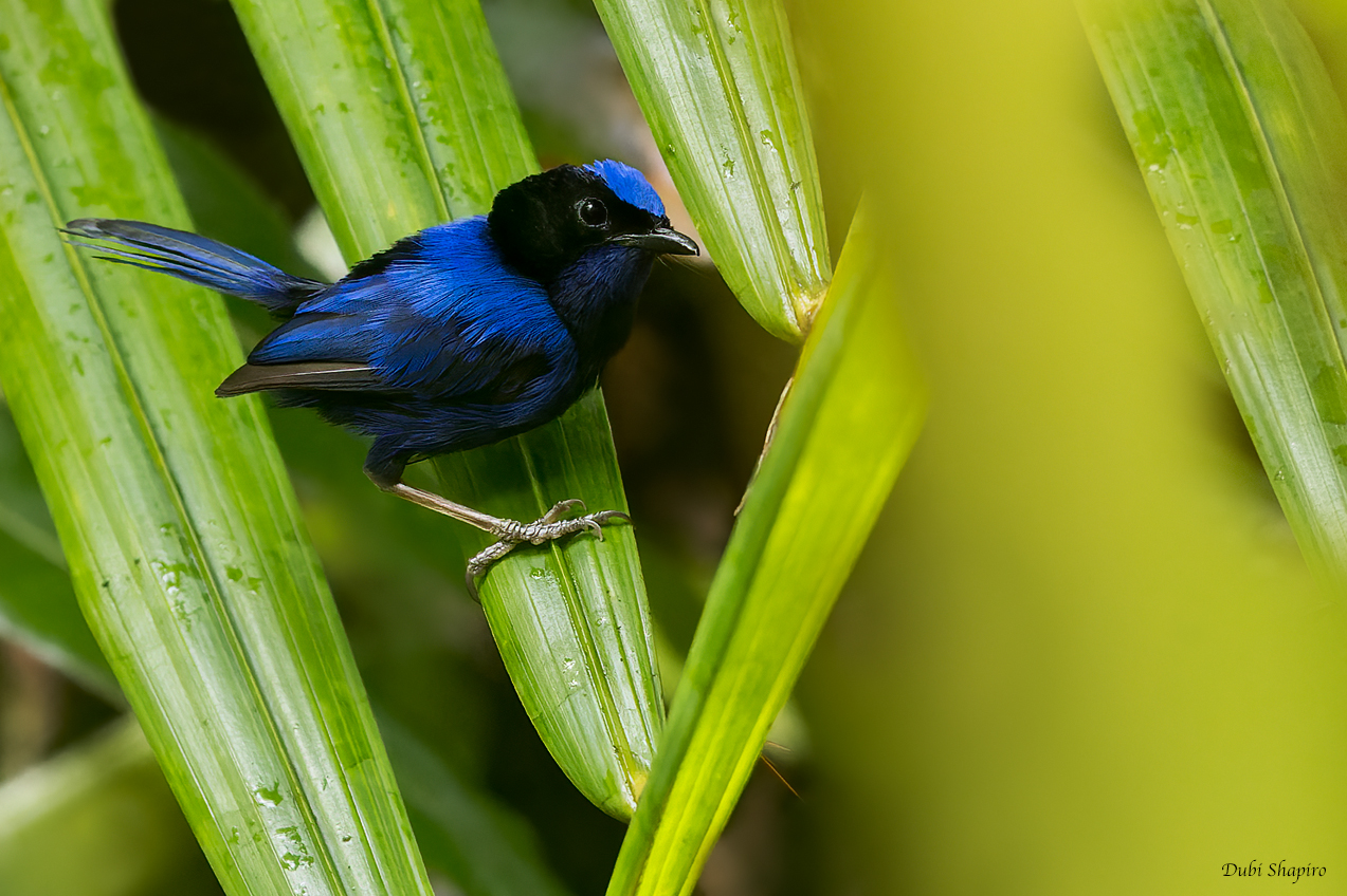 Emperor Fairywren (Fairywrens)