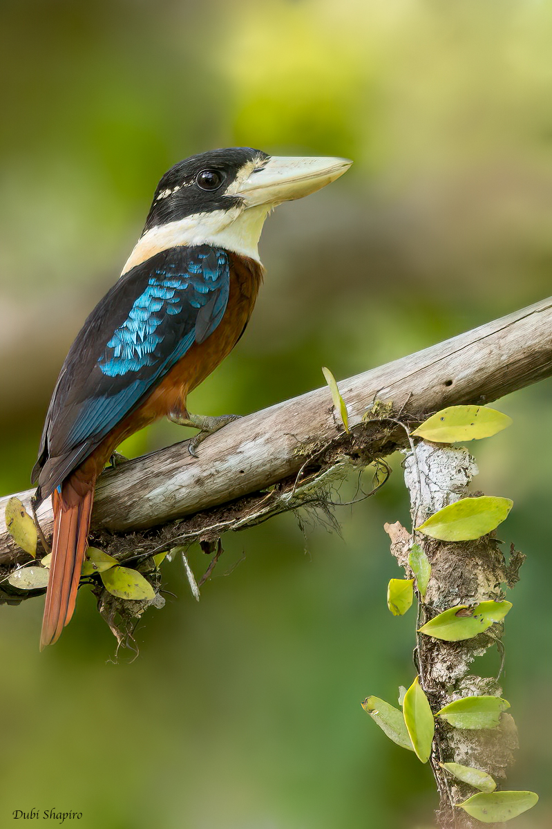 Rufous-bellied Kookaburra