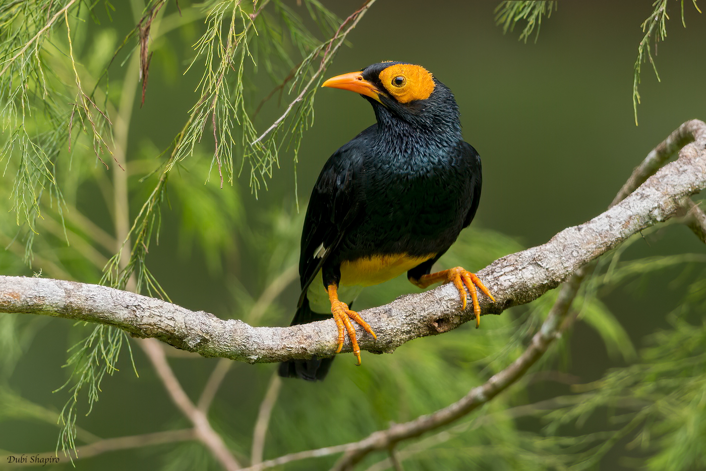 Yellow-faced Myna 