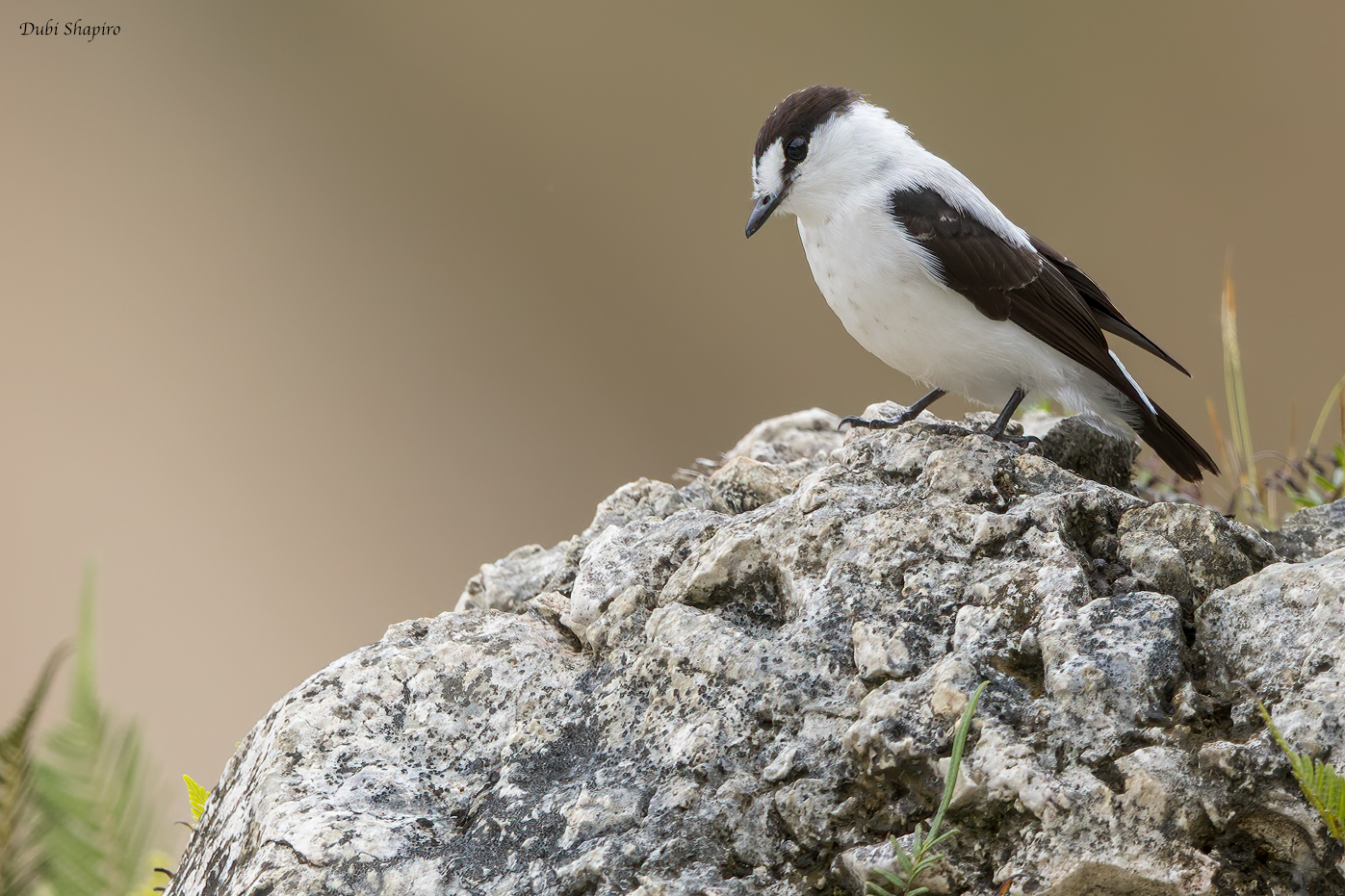 Torrent Flyrobin