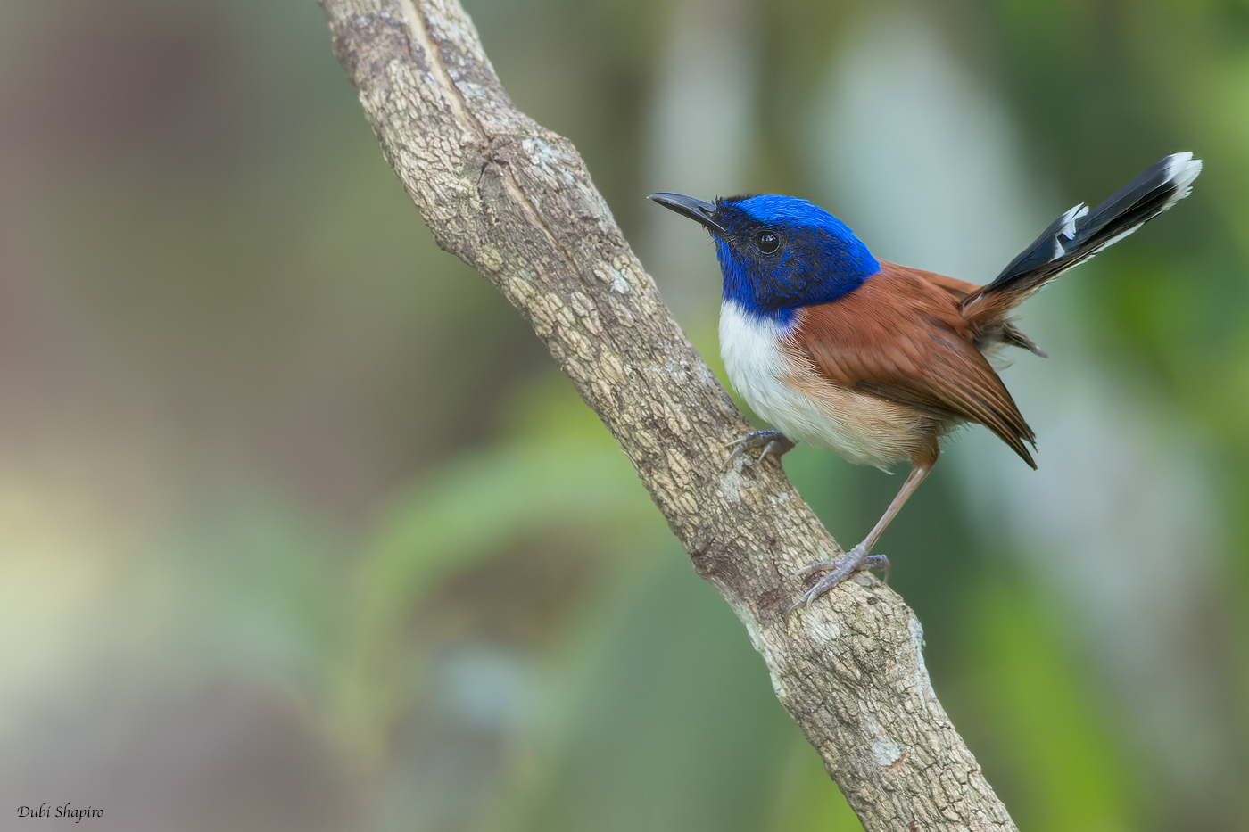 Emperor Fairywren 