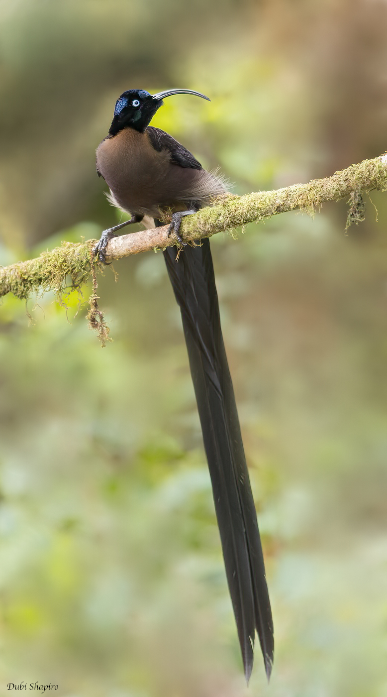 Brown Sicklebill 