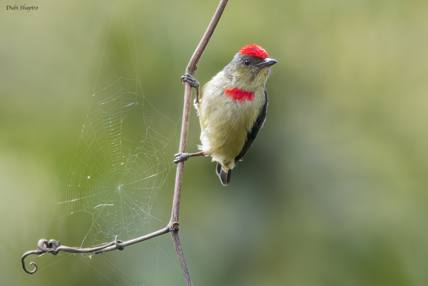 Red-capped Flowerpecker