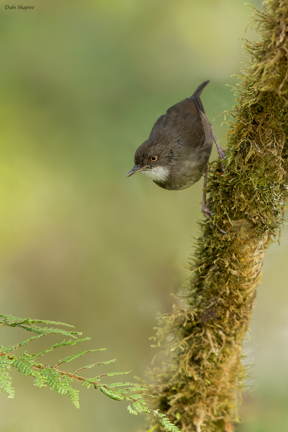 Mountain Mouse-Warbler