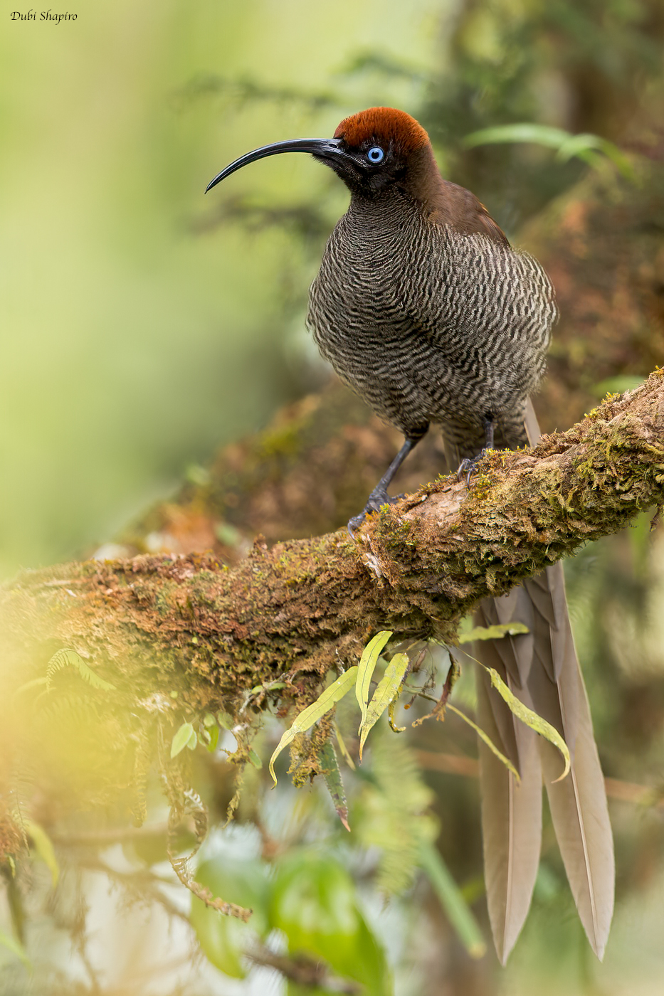 Brown Sicklebill 