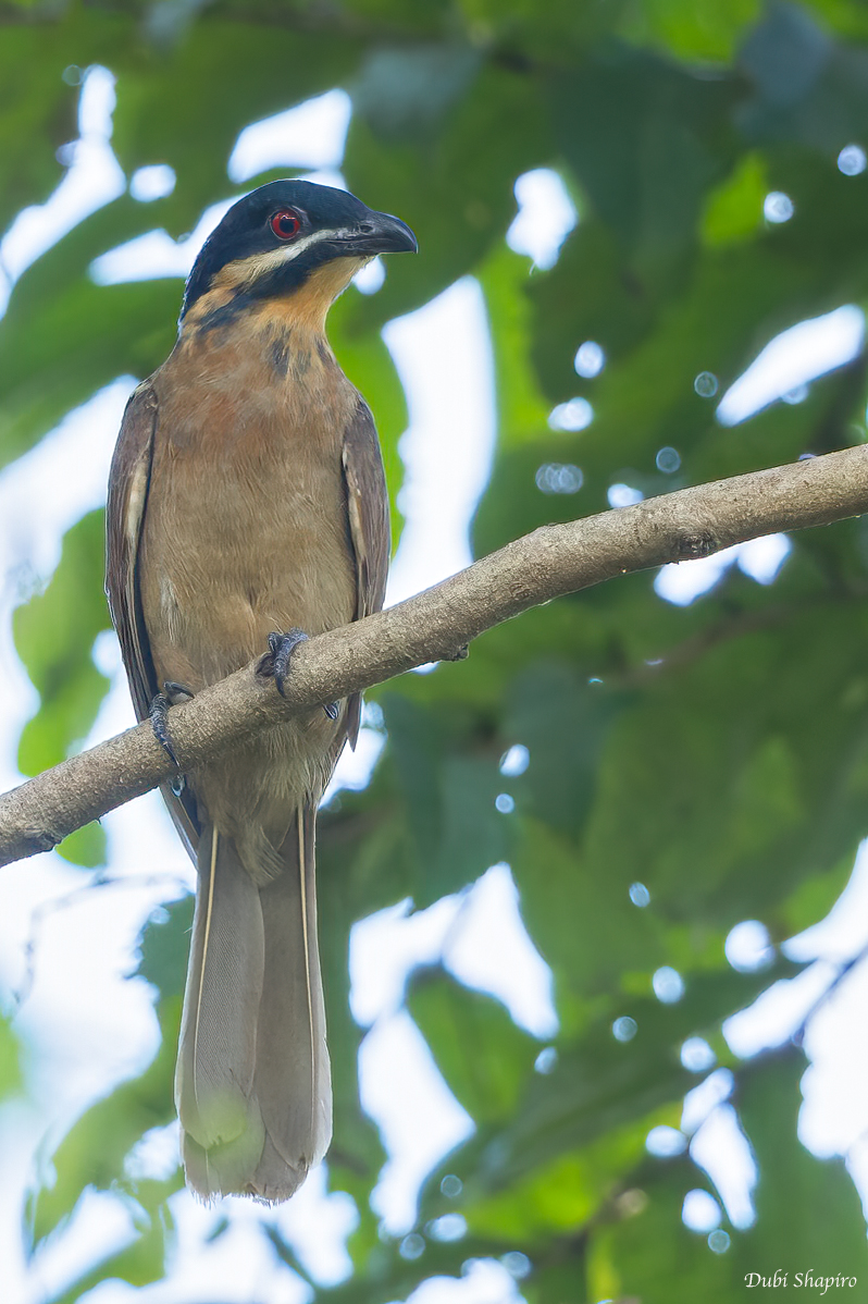 Dwarf Koel 