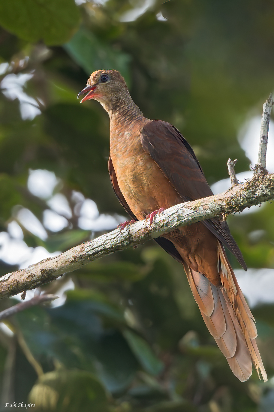 Amboyna Cuckoo-Dove