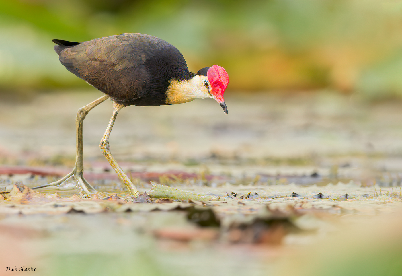 Comb-crested Jacana 