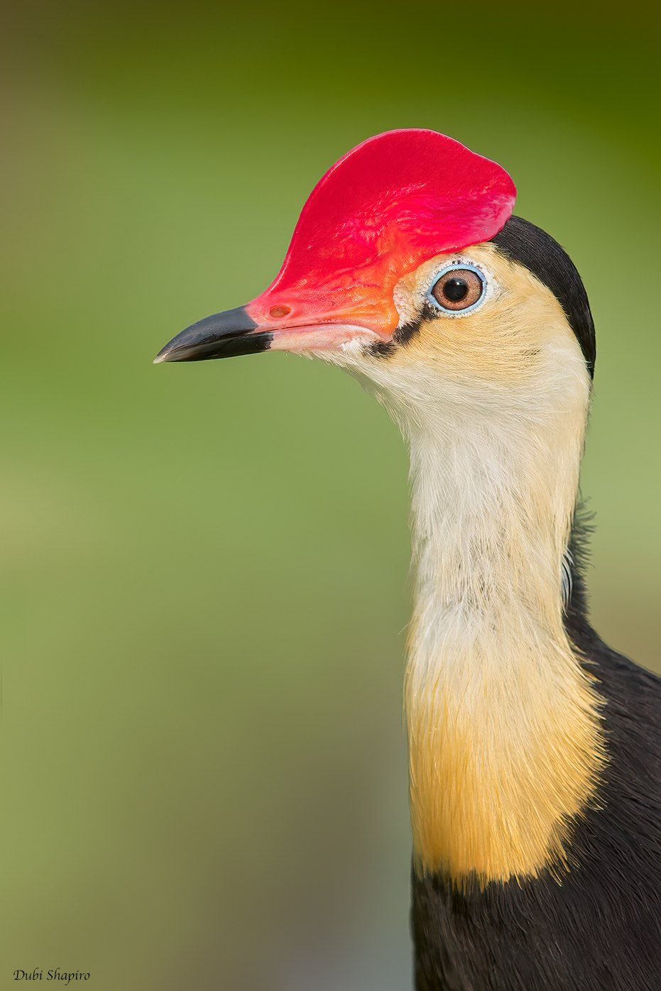 Comb-crested Jacana