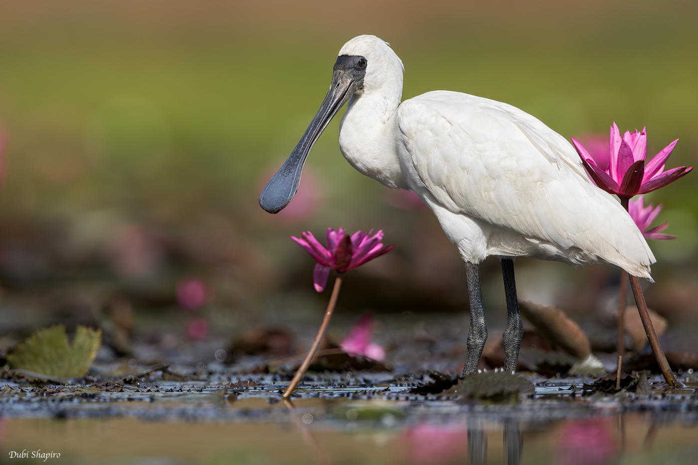 Royal Spoonbill 