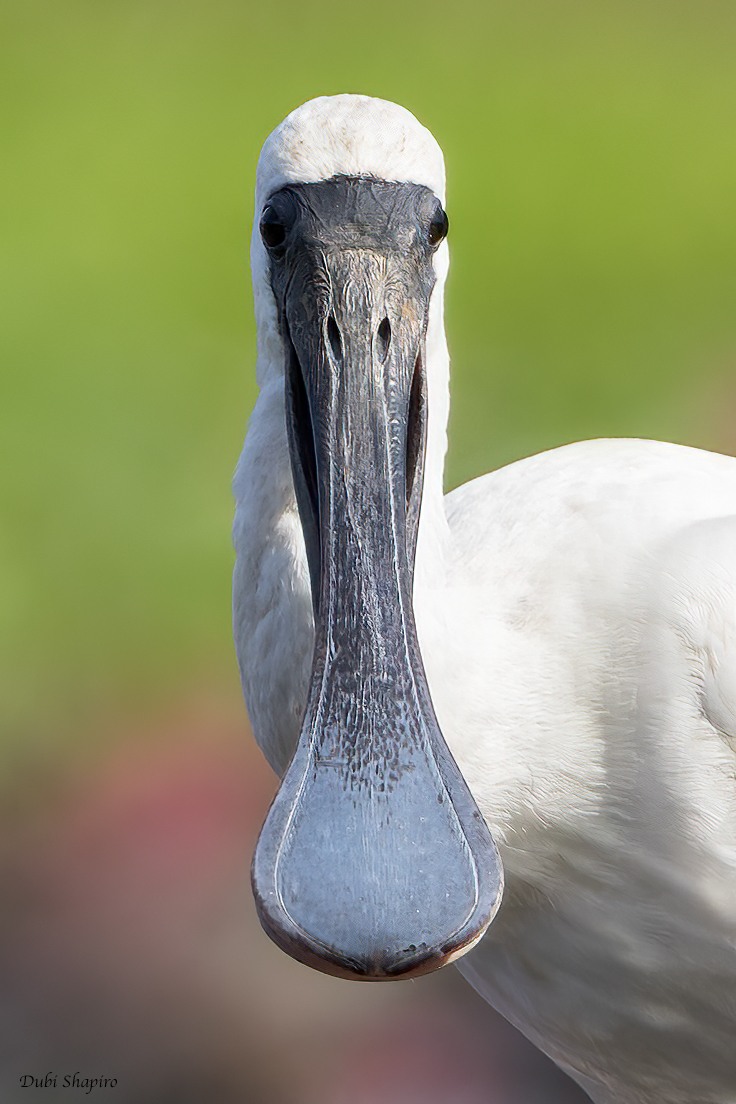 Royal Spoonbill 