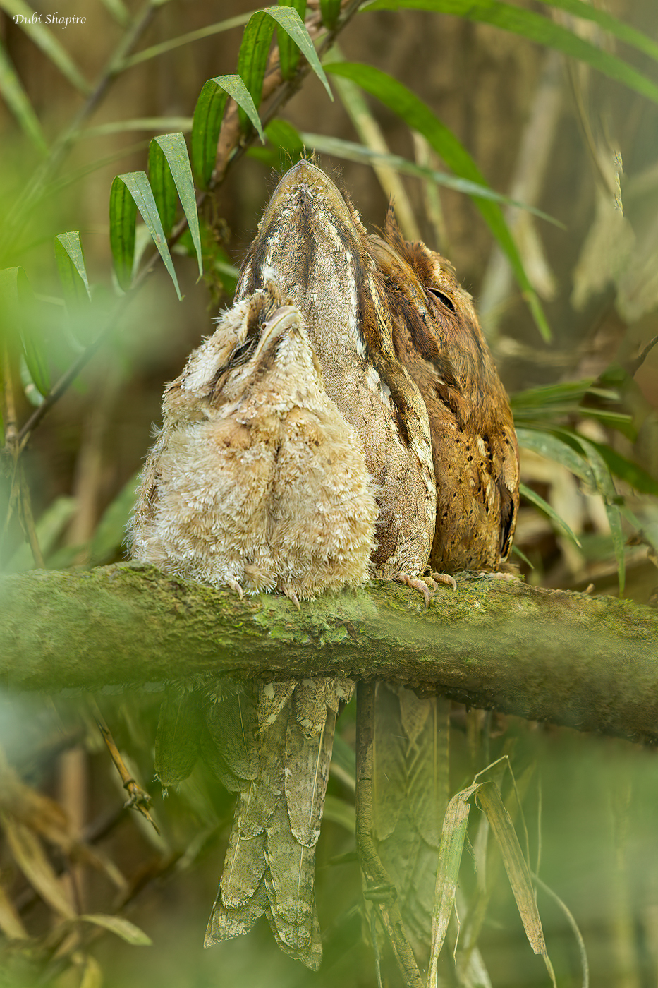 Marbled Frogmouth 