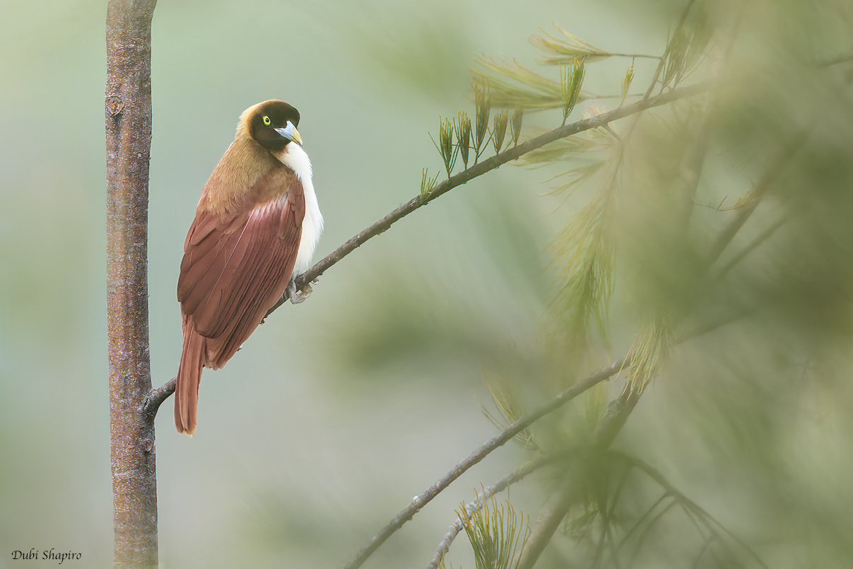 Lesser Bird-of-paradise 