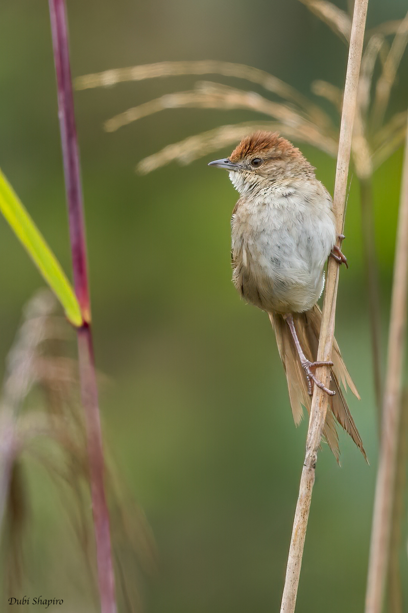 Papuan Grassbird
