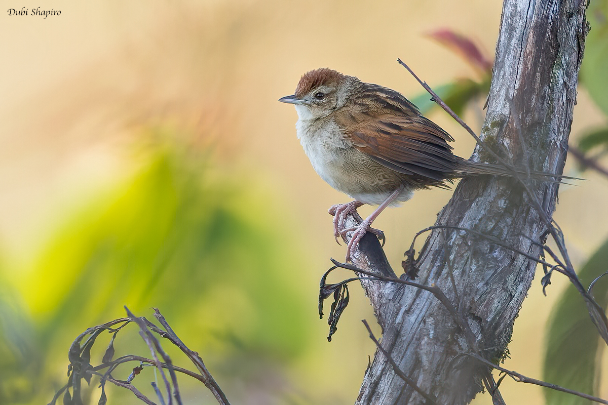 Papuan Grassbird 