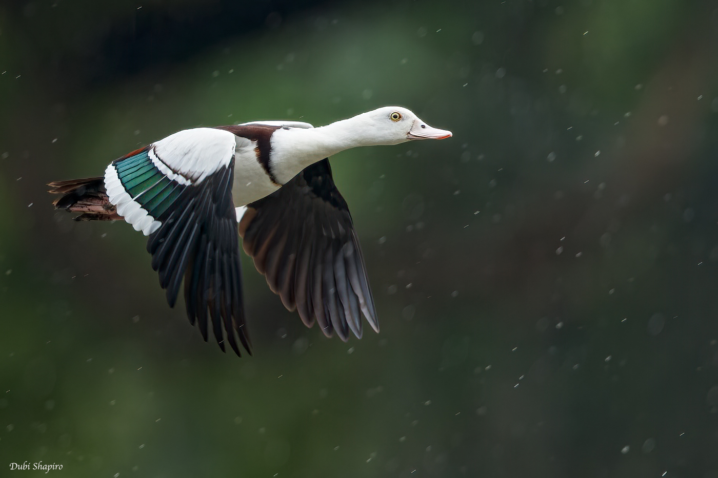 Radjah Shelduck