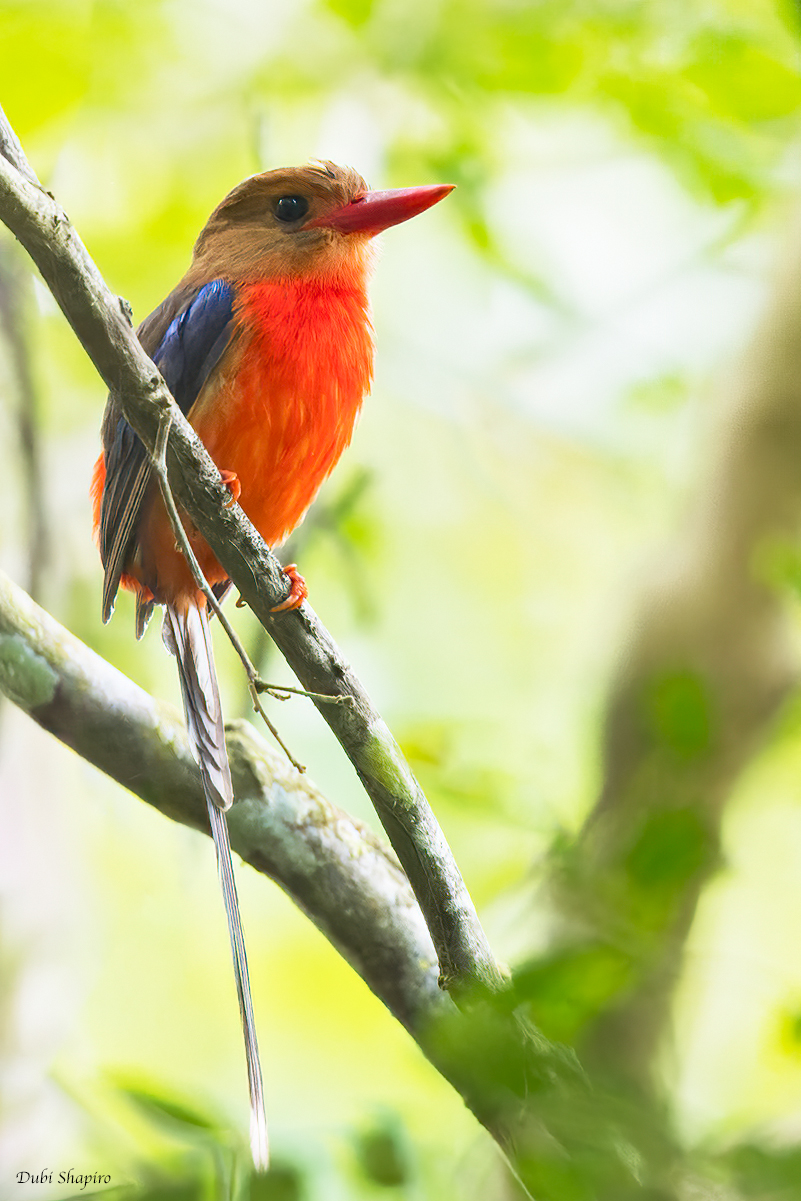 Brown-headed Paradise Kingfisher 