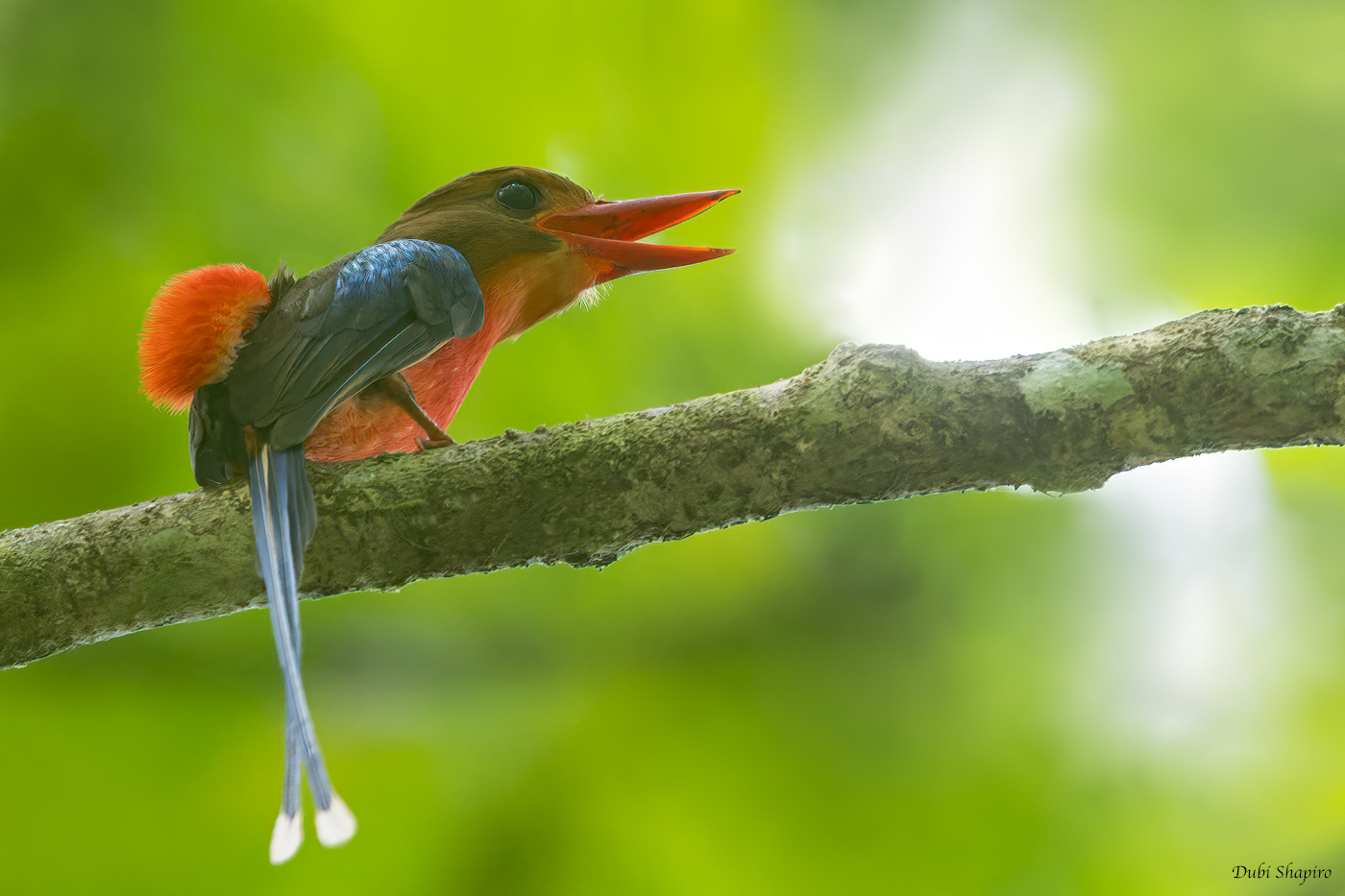 Brown-headed Paradise Kingfisher 