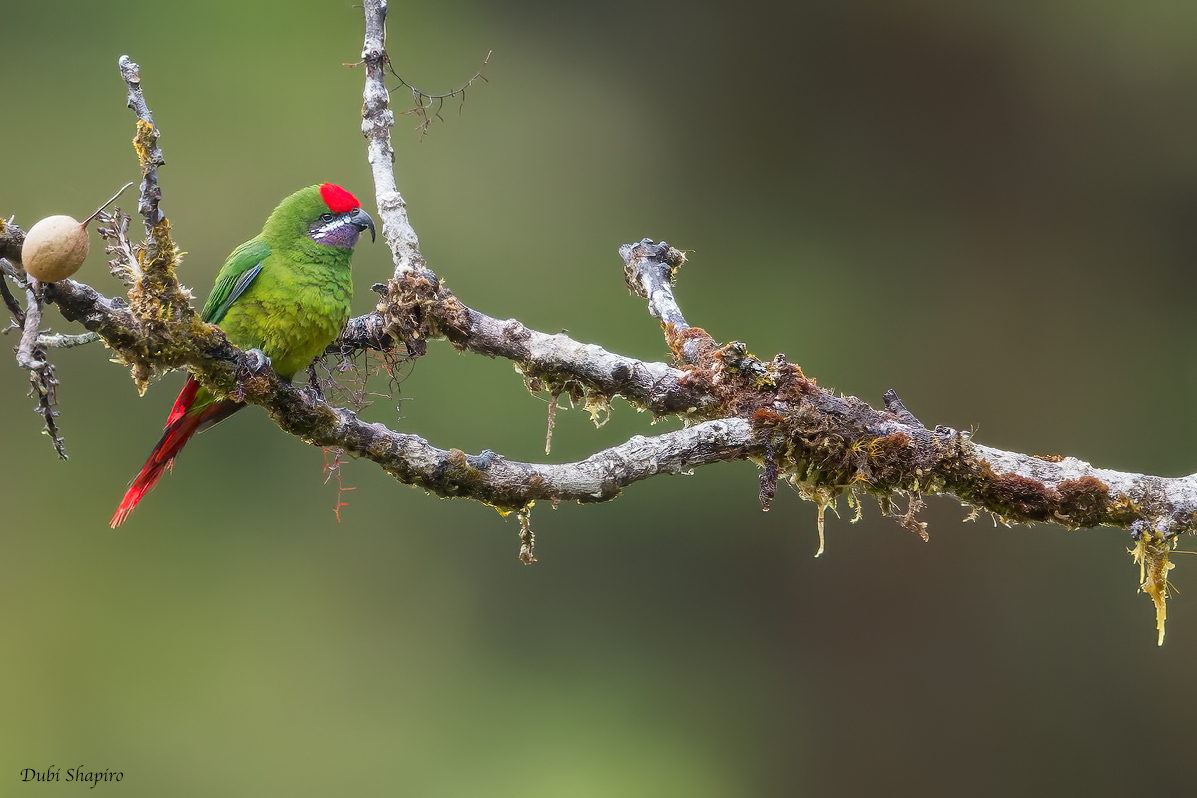 Plum-faced Lorikeet