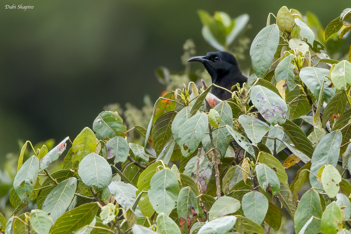 Splendid Astrapia