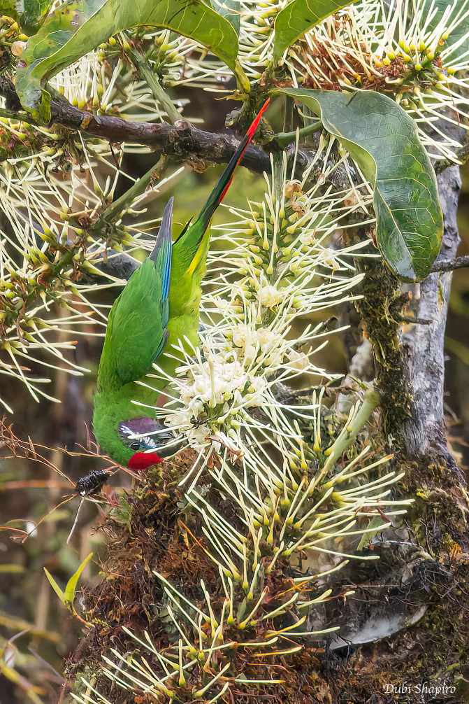 Plum-faced Lorikeet 