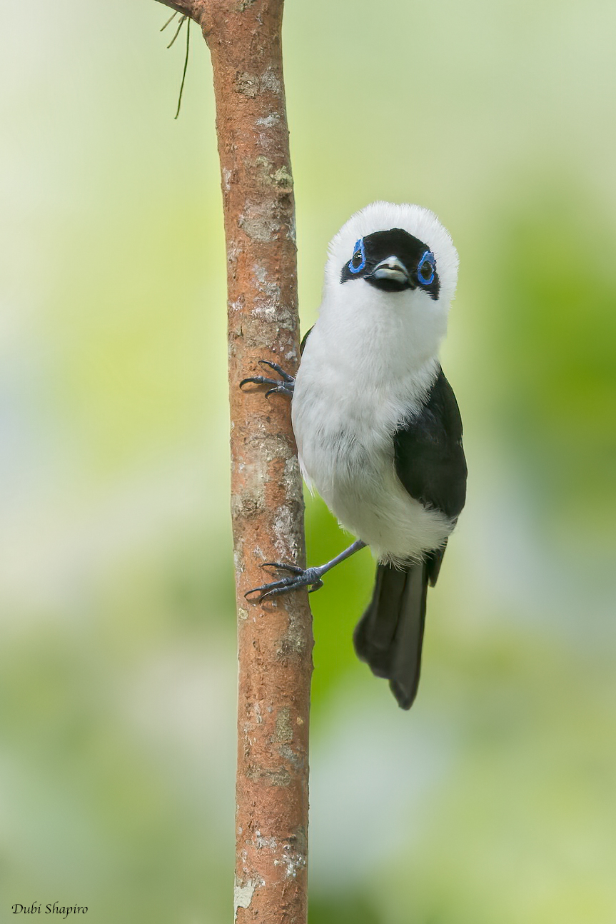 Frilled Monarch