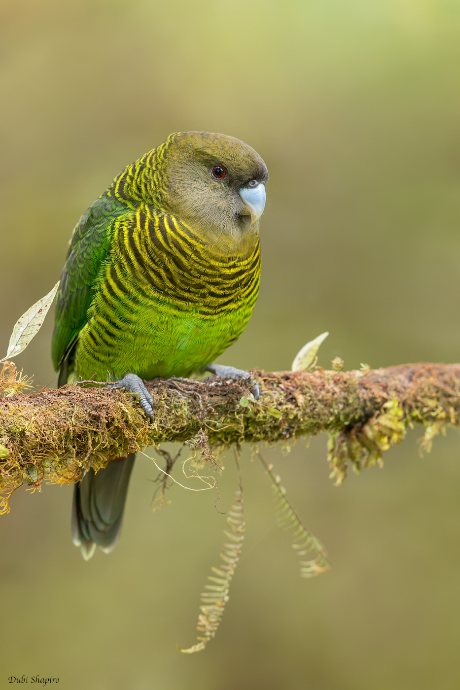 Brehms Tiger-Parrot 