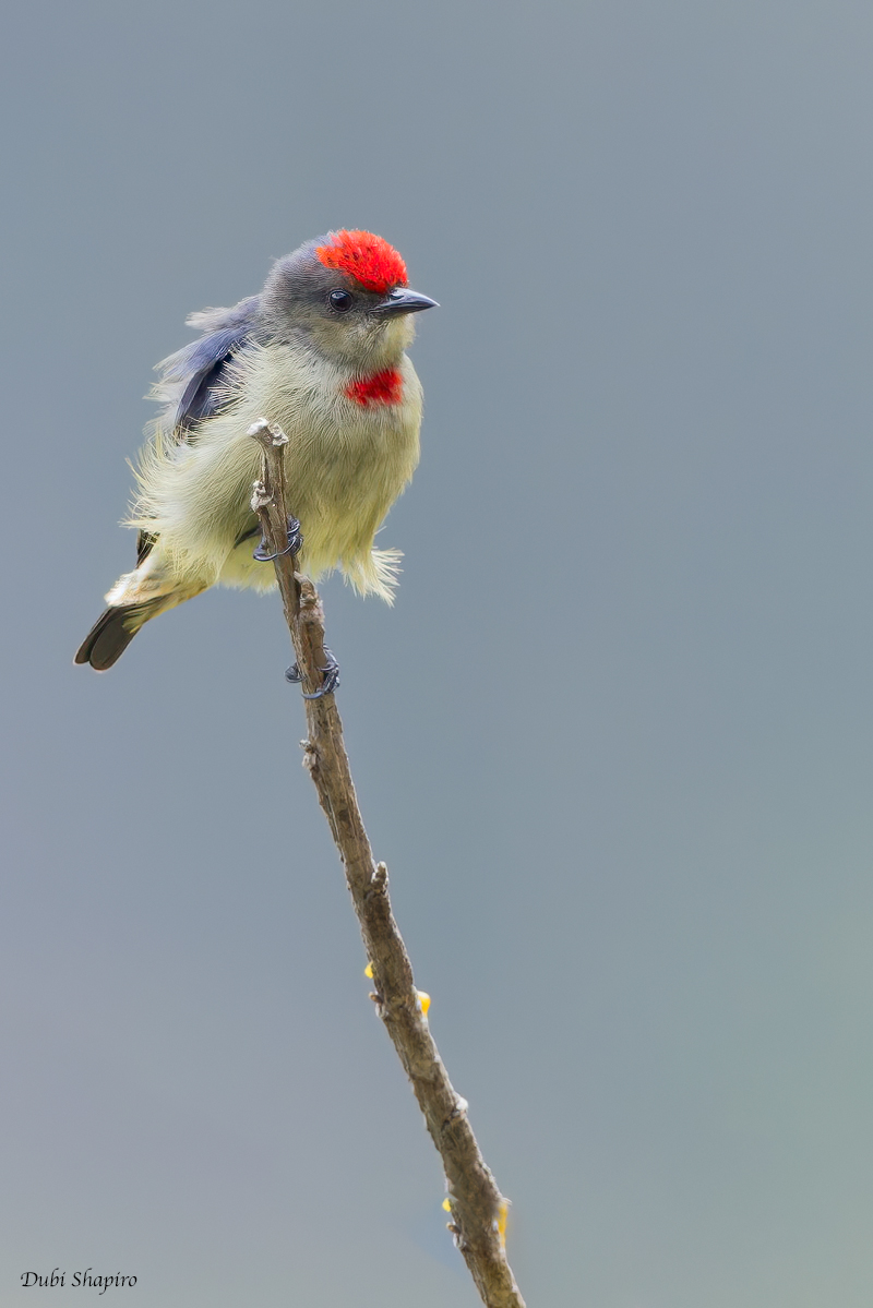 Red-capped Flowerpecker