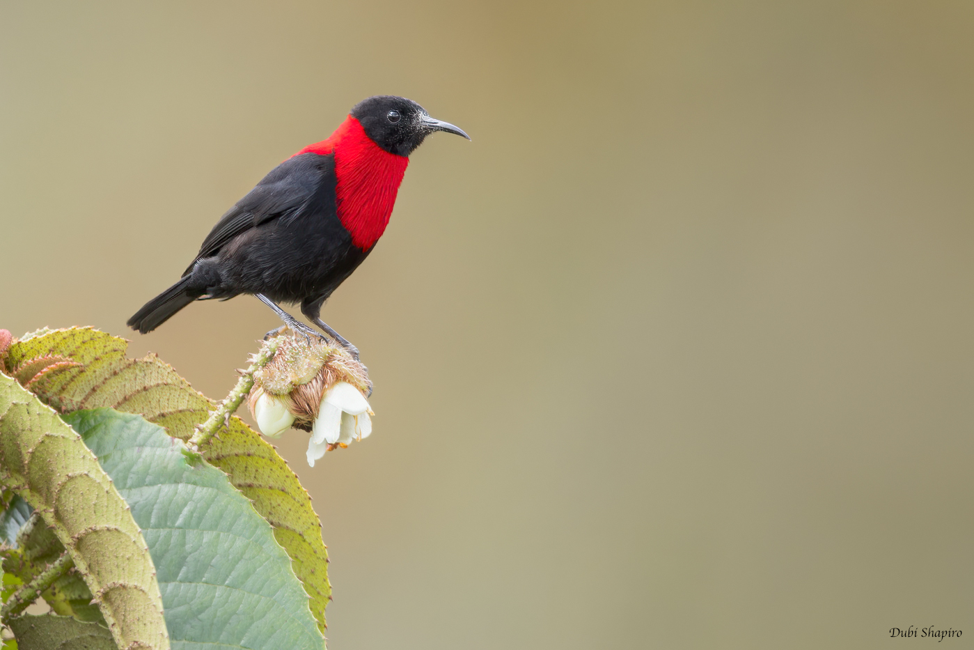 Red-collared Myzomela 